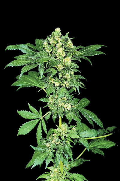 Afghani N1